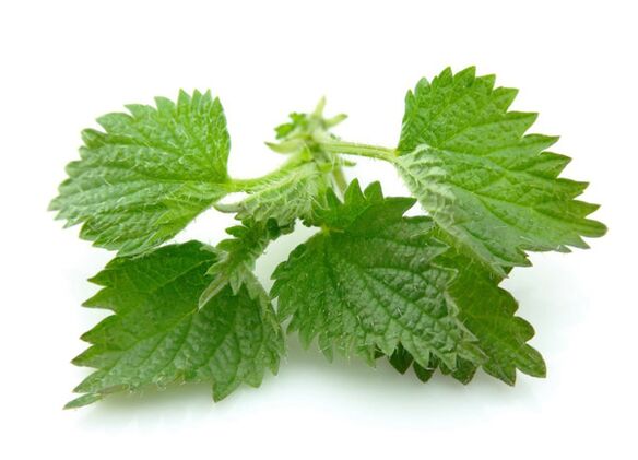 Nettle leaves in capsules Predstonorm